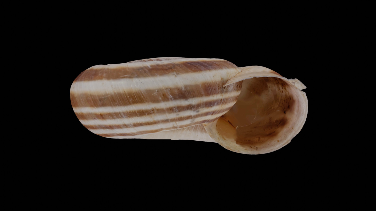 Helicella itala